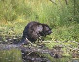 Bóbr (Castor fiber) - Beaver