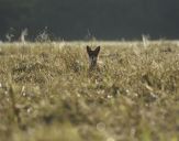 Lis (Vulpes vulpes) 