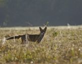 Lis (Vulpes vulpes) 