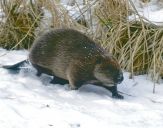 Bóbr (Castor fiber) - Beaver