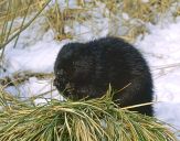 Bóbr (Castor fiber) - Beaver