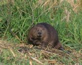 Bóbr (Castor fiber) - Beaver