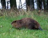 Bóbr (Castor fiber) - Beaver