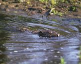 Bóbr (Castor fiber) - Beaver