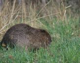 Bóbr (Castor fiber) - Beaver