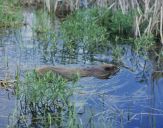 Bóbr (Castor fiber) - Beaver