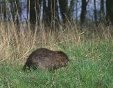 Bóbr (Castor fiber) - Beaver