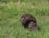 Bóbr (Castor fiber) - Beaver