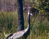 Żuraw (Grus grus) - Crane