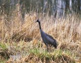 Żuraw (Grus grus) - Crane