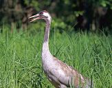 Żuraw (Grus grus) - Crane