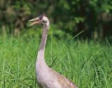 Żuraw (Grus grus) - Crane