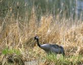 Żuraw (Grus grus) - Crane