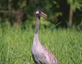 Żuraw (Grus grus) - Crane