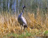 Żuraw (Grus grus) - Crane