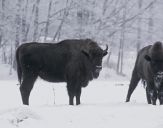 żubr  (Bison bonasus)