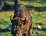 żubr  (Bison bonasus)