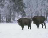 żubr  (Bison bonasus)