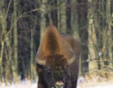 żubr  (Bison bonasus)