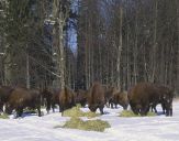 żubr  (Bison bonasus)