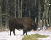 żubr  (Bison bonasus)