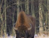 żubr  (Bison bonasus)