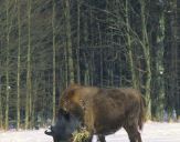 żubr  (Bison bonasus)