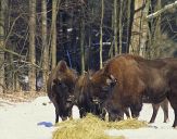 żubr  (Bison bonasus)