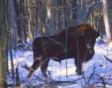 żubr  (Bison bonasus)