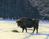 żubr  (Bison bonasus)