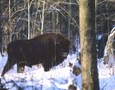 żubr  (Bison bonasus)