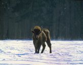 żubr  (Bison bonasus)