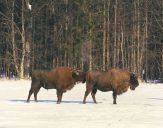 żubr  (Bison bonasus)