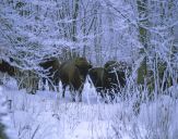 żubr  (Bison bonasus)