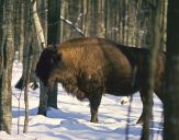 żubr  (Bison bonasus)