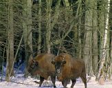 żubr  (Bison bonasus)