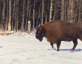 żubr  (Bison bonasus)