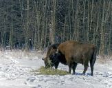 żubr  (Bison bonasus)