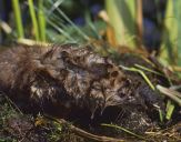 Piżmak ( Ondatra zibethicus )