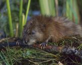 Piżmak ( Ondatra zibethicus )