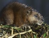 Piżmak ( Ondatra zibethicus )