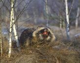 Jenot (Nyctereutes procyonoides)