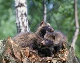 Jenot (Nyctereutes procyonoides)