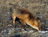 Lis (Vulpes vulpes)