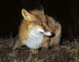 Lis (Vulpes vulpes)