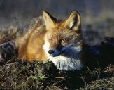 Lis (Vulpes vulpes)