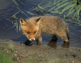 Lis (Vulpes vulpes)