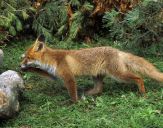 Lis (Vulpes vulpes)