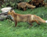 Lis (Vulpes vulpes)