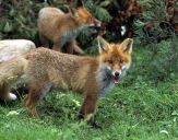 Lis (Vulpes vulpes)